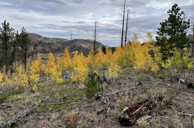 Trees might need our help to survive climate change, CSU study finds