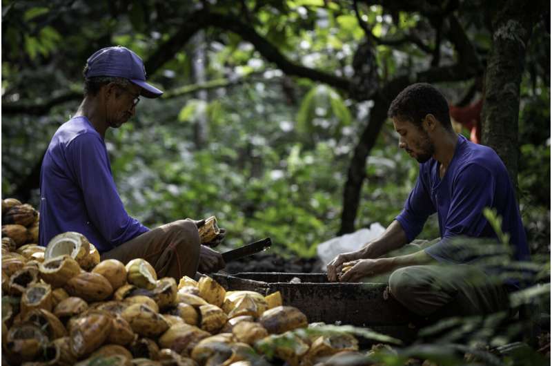 Climate change threatens global cocoa production: New study highlights pollination-based solutions