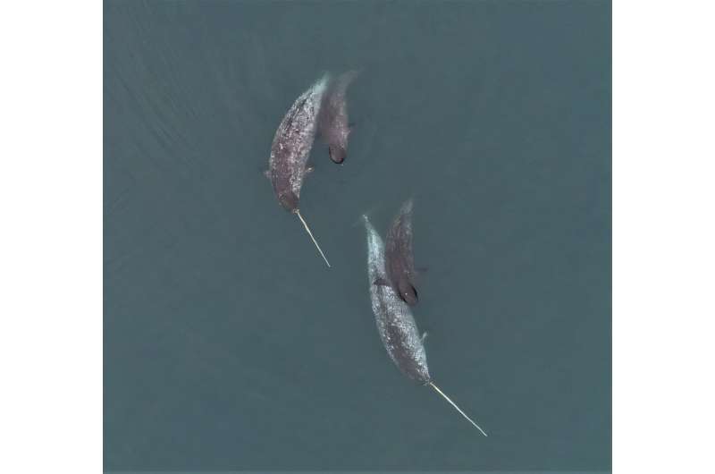 Drone captures narwhals using their tusks to explore, forage and play
