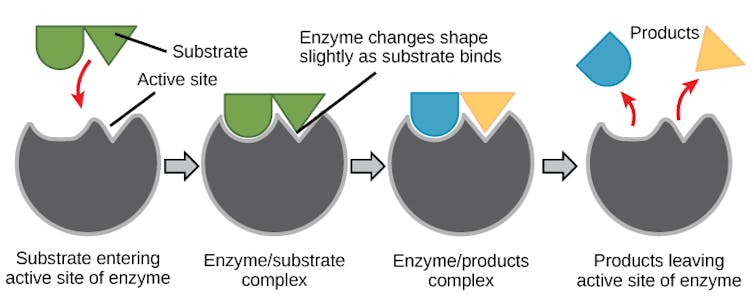 Diagram showing a substrate binding to an enzyme, changing both the enzyme and its own shape, then getting released as two new products