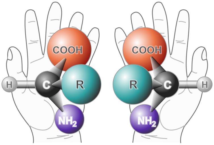 Diagam of two molecular models that are mirror images of each other, like the two hands they're superimposed on