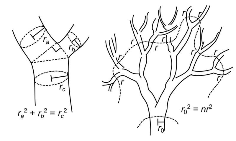 Branch patterns in trees and art