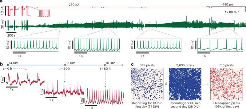 Silicon chip maps 70,000 synaptic connections in neuronal network