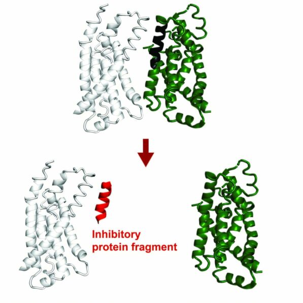 AI system predicts protein fragments that can bind to or inhibit a ...