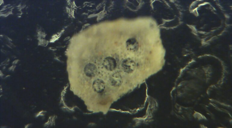 Ancient marine organism's dual-layer structure reveals both past ...
