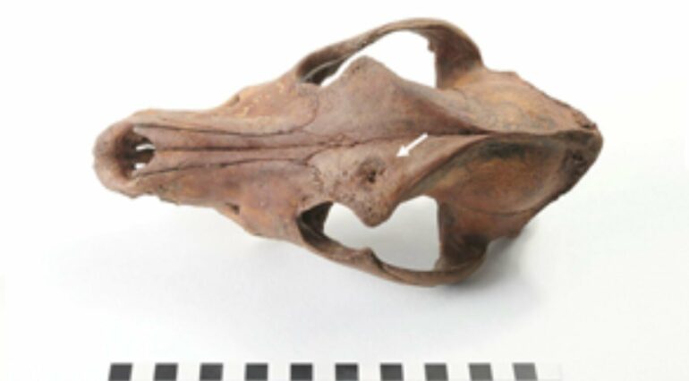 Archaeologists uncover patterns of bear baiting in early modern ...