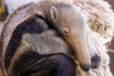 Are animals smart? From dolphin language to toolmaking crows, lots ...