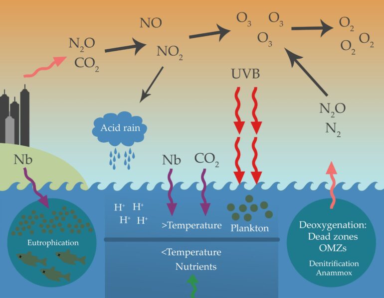 Frontiers | Processes and Microorganisms Involved in the Marine ...