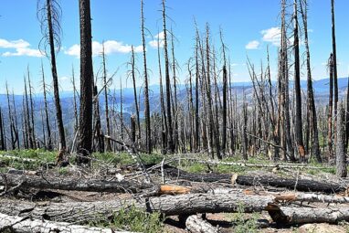 Beyond the burn: Harvesting dead wood to reduce wildfires and ...