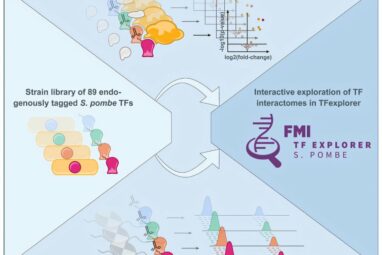 Charting gene secrets: Fission yeast strains provide insights into ...