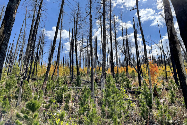 Climate change outpaces tree migration, human intervention may be ...