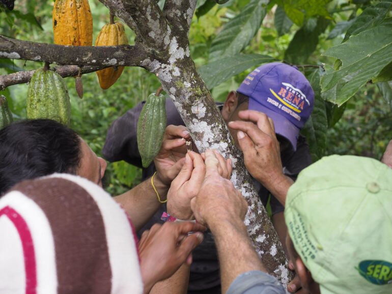 Climate change threatens global cocoa production: New study ...