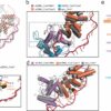 CRISPR system variant shows a novel DNA cleavage mechanism