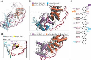 CRISPR system variant shows a novel DNA cleavage mechanism