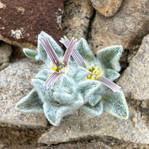 Devil'-like flower with 'horns' found in Texas is new species: Its ...