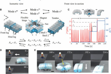 Engineers develop soft robot that crawls, climbs, and shape-shifts ...