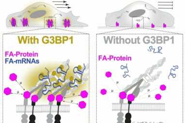 Feet first: Understanding how mRNA helps cells 'walk'