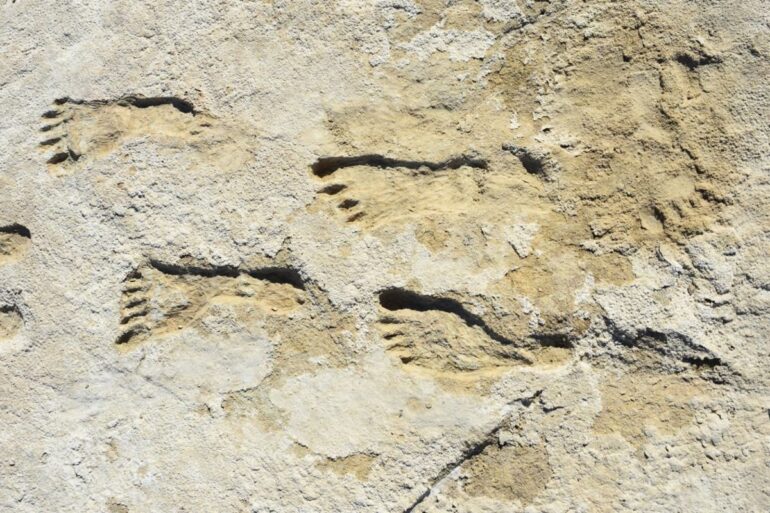 Fossil footprints mark earliest clear evidence of humans in North ...