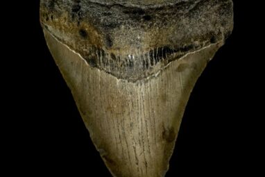 7 Fascinating Facts About Ancient Shark Teeth Fossils - The Fossil ...