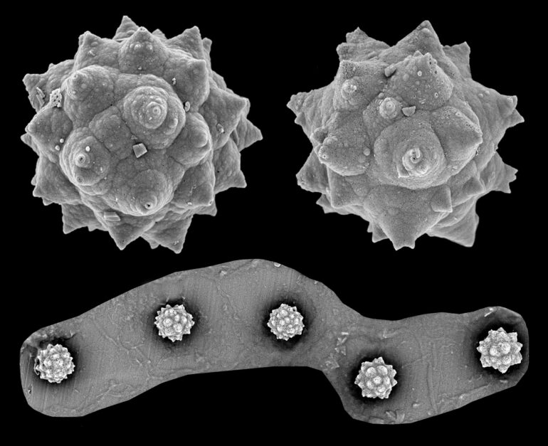 Fossil study reveals that palm trees once thrived in subarctic Canada
