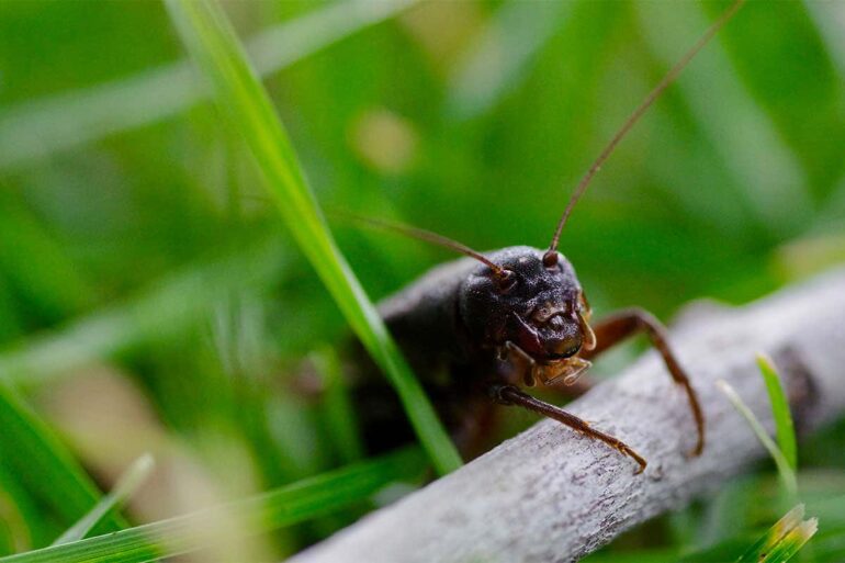Crickets rapidly evolve new mating call to evade their parasites ...