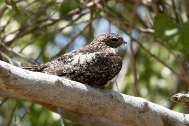 High microplastic levels in bird lungs suggest widespread air ...