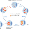 Insights into Chlamydia Development and Host Cells Response