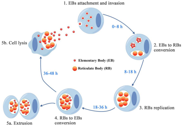 Insights into Chlamydia Development and Host Cells Response
