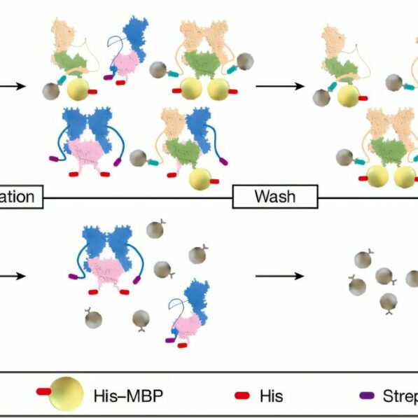 In vitro reconstitution of meiotic DNA double-strand breaks: A ...