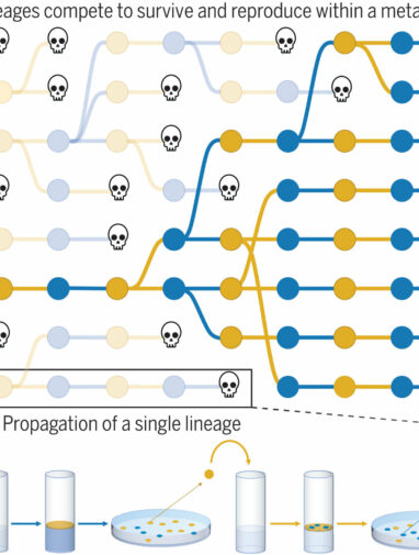 Insights into evolutionary dynamics: Study reveals the evolution ...