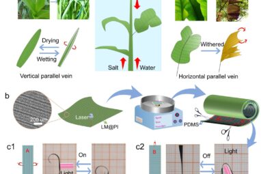 Leaf Vein-Inspired Photothermal Actuator Balances Speed, Strength ...