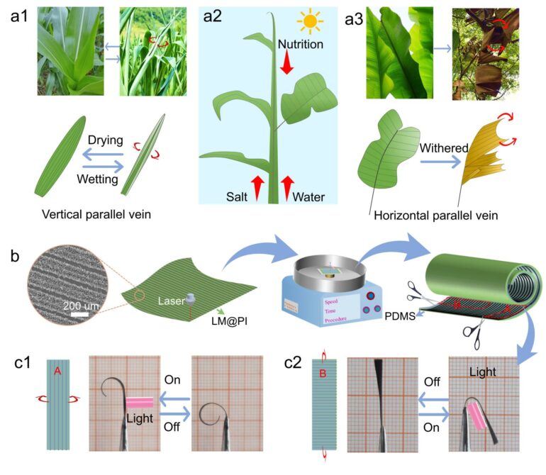 Leaf Vein-Inspired Photothermal Actuator Balances Speed, Strength ...