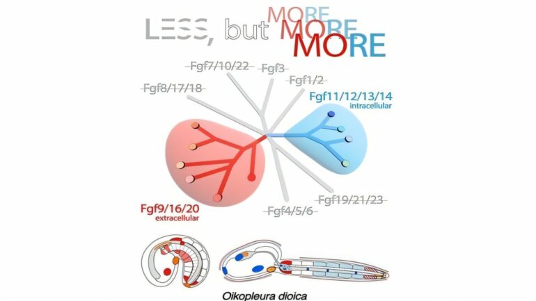 Less, but more: A new evolutionary scenario marked by massive gene ...