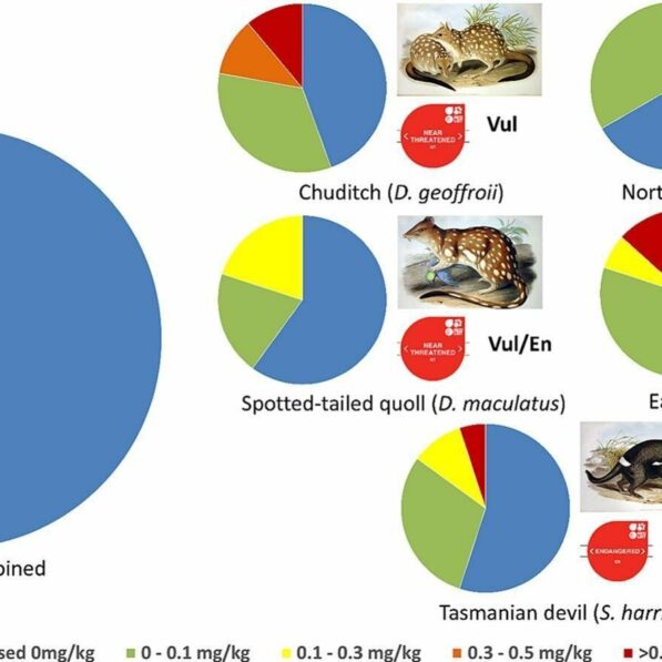 Lethal second-generation rat poisons are killing endangered quolls ...