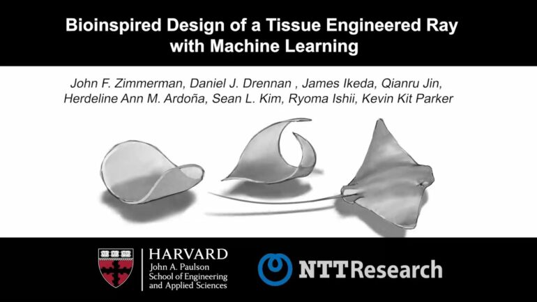 Scientists optimize biohybrid ray development with machine learning