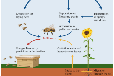 Current Insights into Sublethal Effects of Pesticides on Insects
