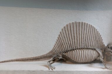 Study reveals the twists and turns of mammal evolution from a ...