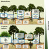 Mixed-species forests outperform monocultures in carbon storage ...