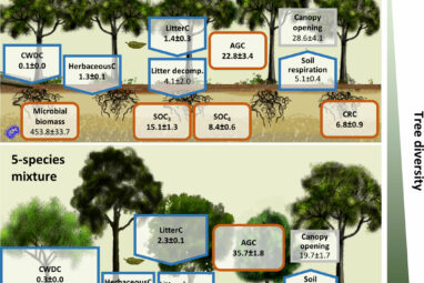 Mixed-species forests outperform monocultures in carbon storage ...
