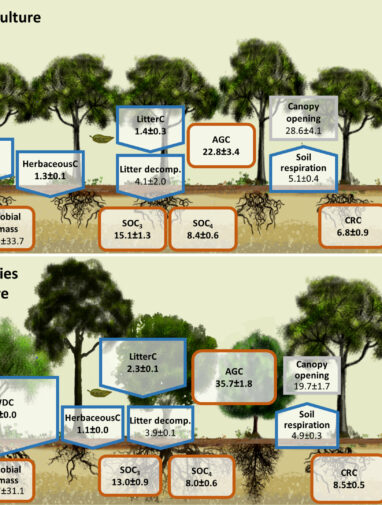 Mixed-species forests outperform monocultures in carbon storage ...