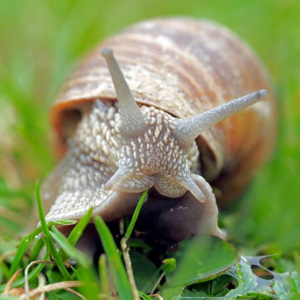 Mollusk family tree helps resolve long-standing evolutionary questions