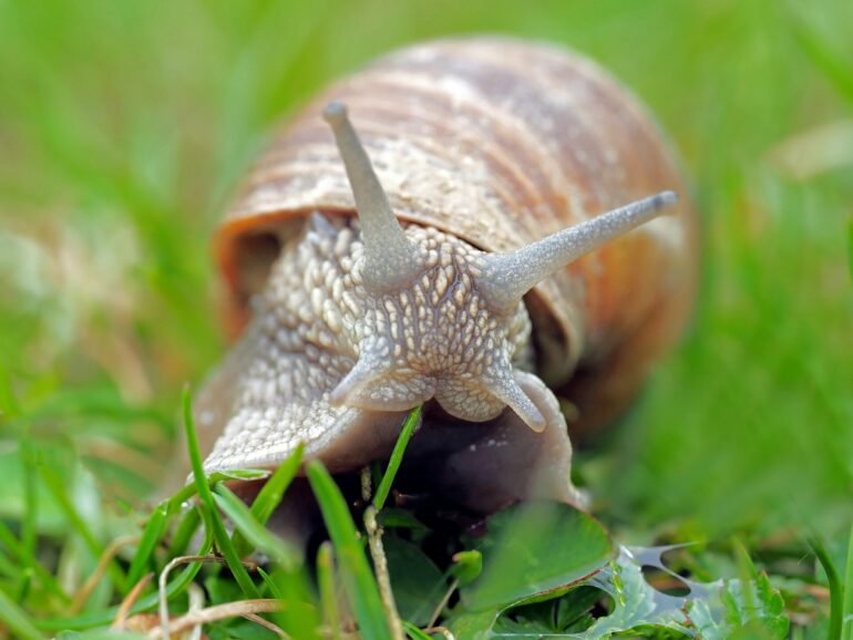 Mollusk family tree helps resolve long-standing evolutionary questions
