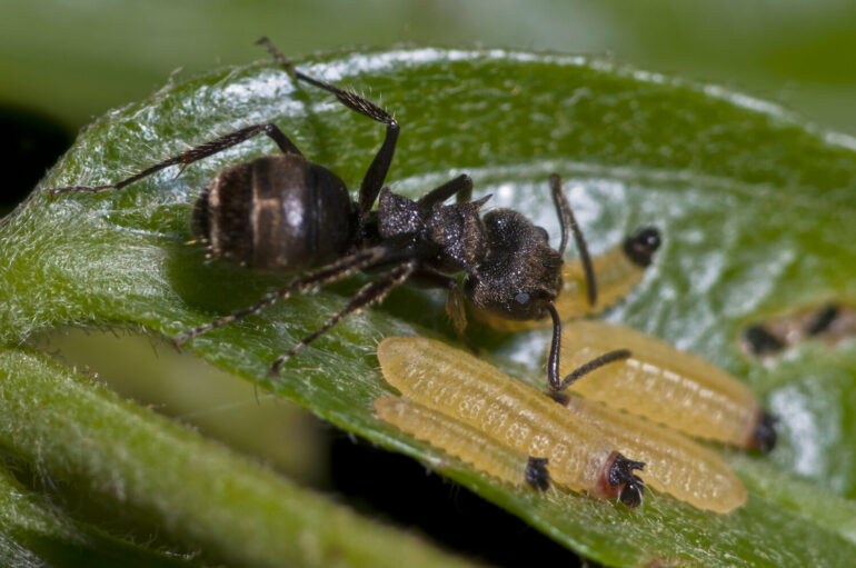 Mutualistic interaction between caterpillars and ants is highly ...