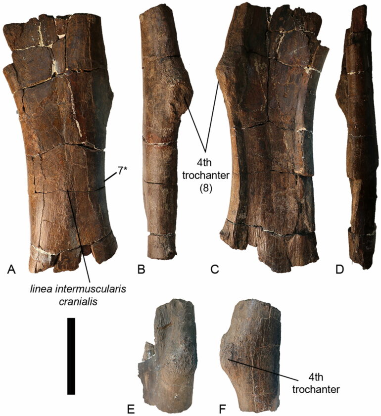 New sauropod species from Romania transforms understanding of ...