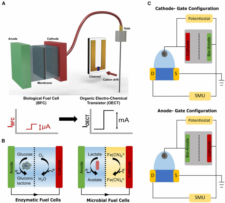 Organic electrochemical transistors enhance bioelectronic sensor ...