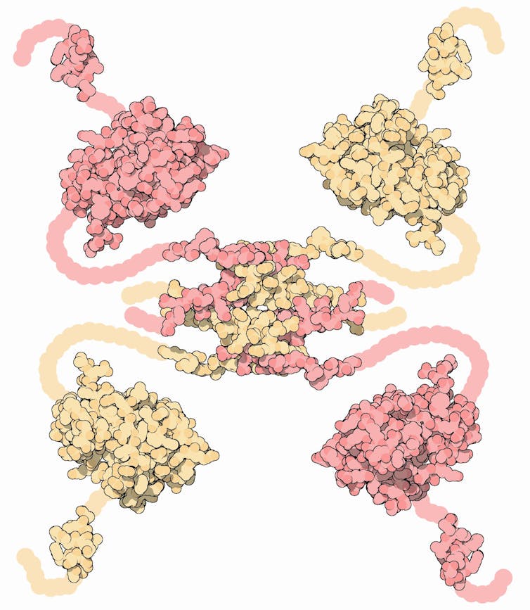 Four bumpy lumps attached with thin chains to a central lump