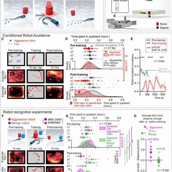 Predator robots help researchers uncover how larval zebrafish ...