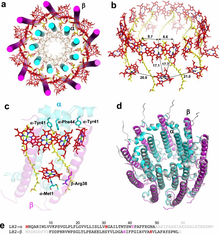 Purple sulfur bacteria's unique protein complex boosts ...