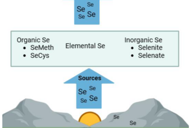 The Immunomodulatory Effects of Selenium: A Journey from the ...