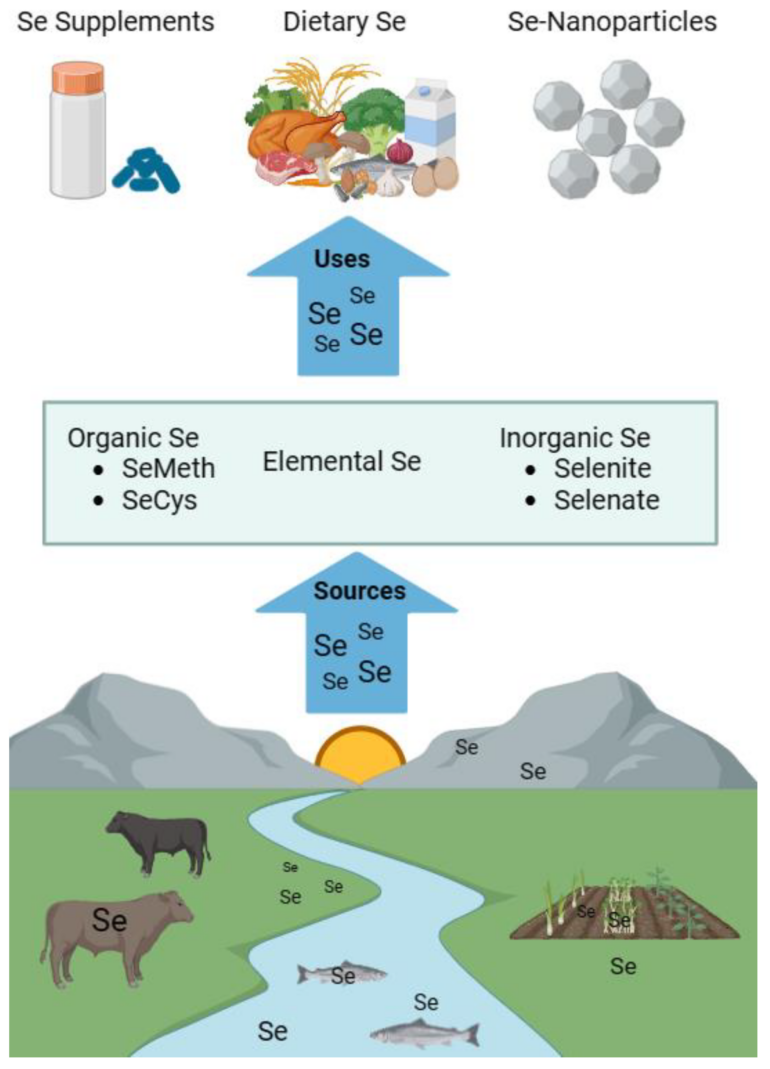 The Immunomodulatory Effects of Selenium: A Journey from the ...